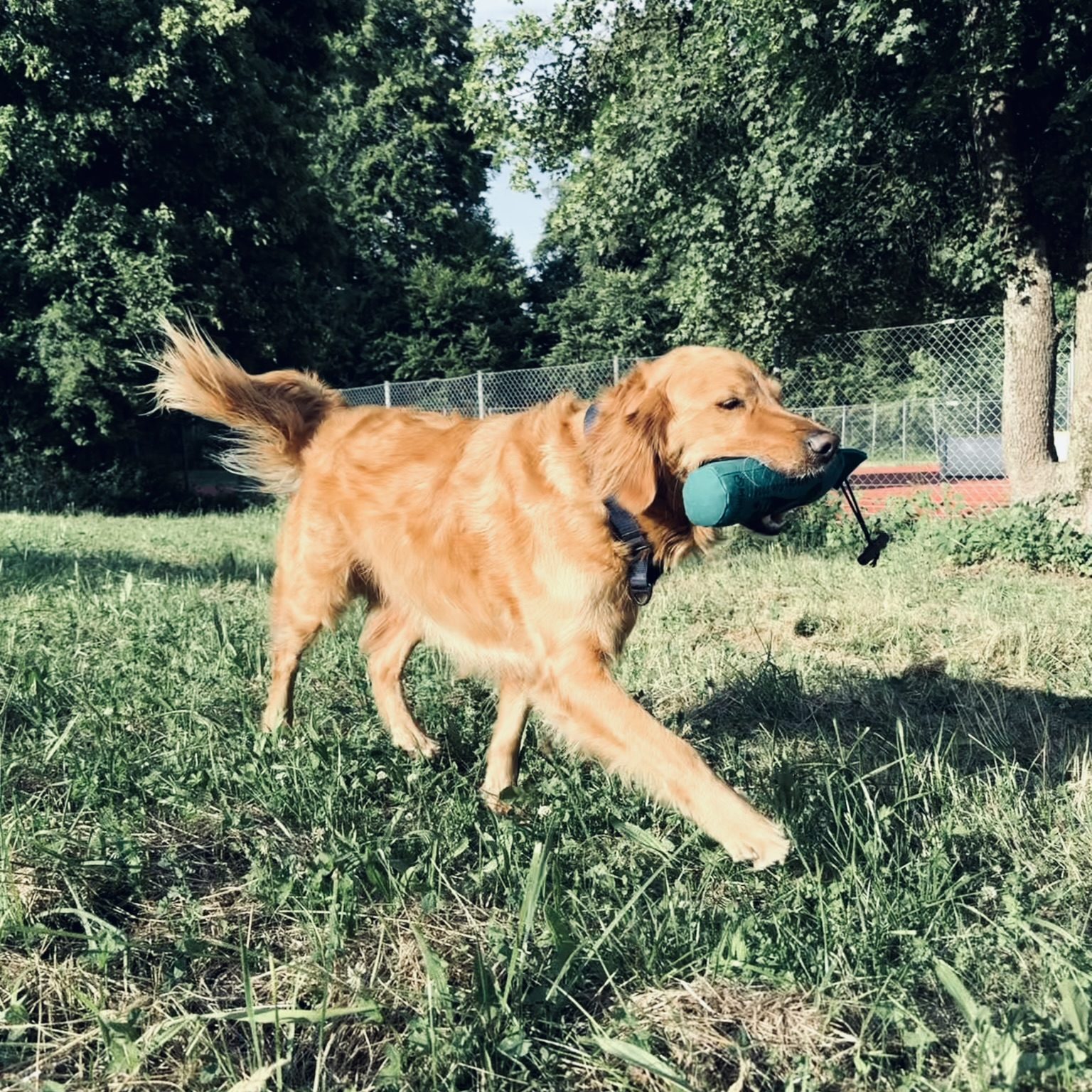Dummy & Fun Hundeschule Ravensburg