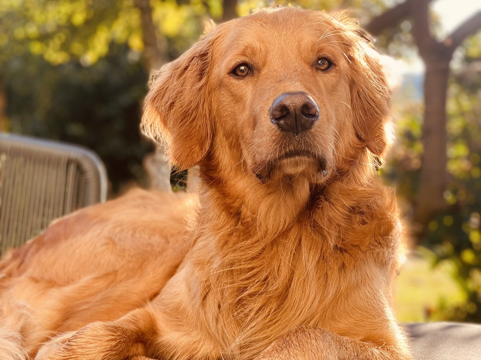 Beratung vor dem Hundekauf
