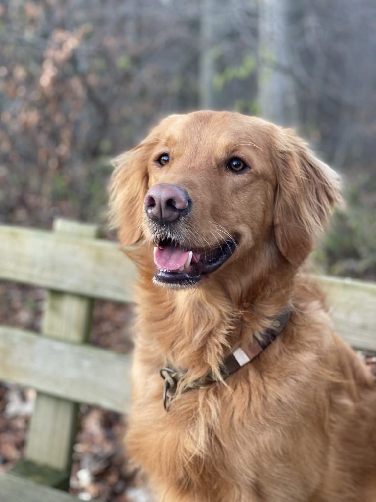 Cooper Hundeschule Ravensburg
