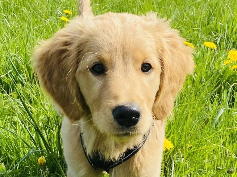 Welpen Hundeschule Ravensburg