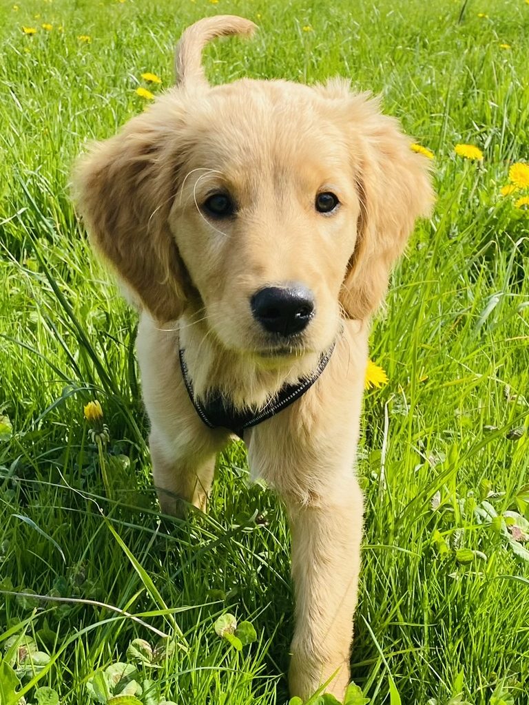 Welpen Hundeschule Ravensburg