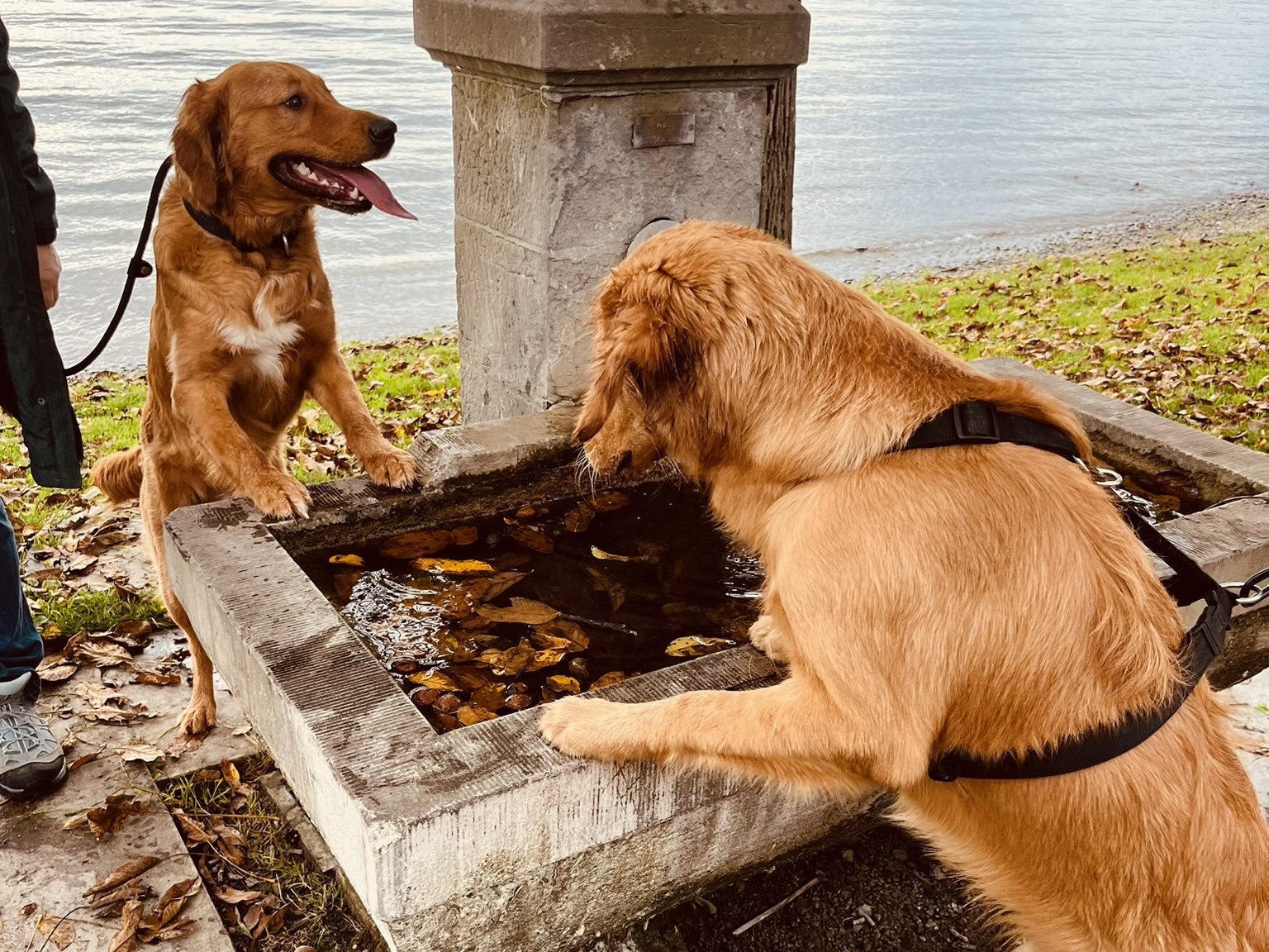 Gruppenkurse Hunde