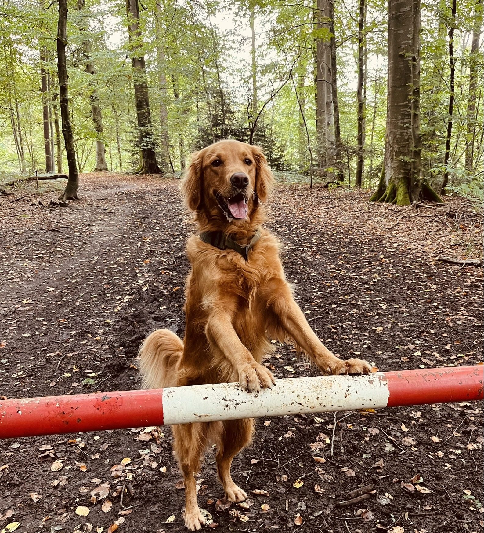 Auslastung für Hunde – Bedürfnisse von Mensch und Hund im Gleichgewicht