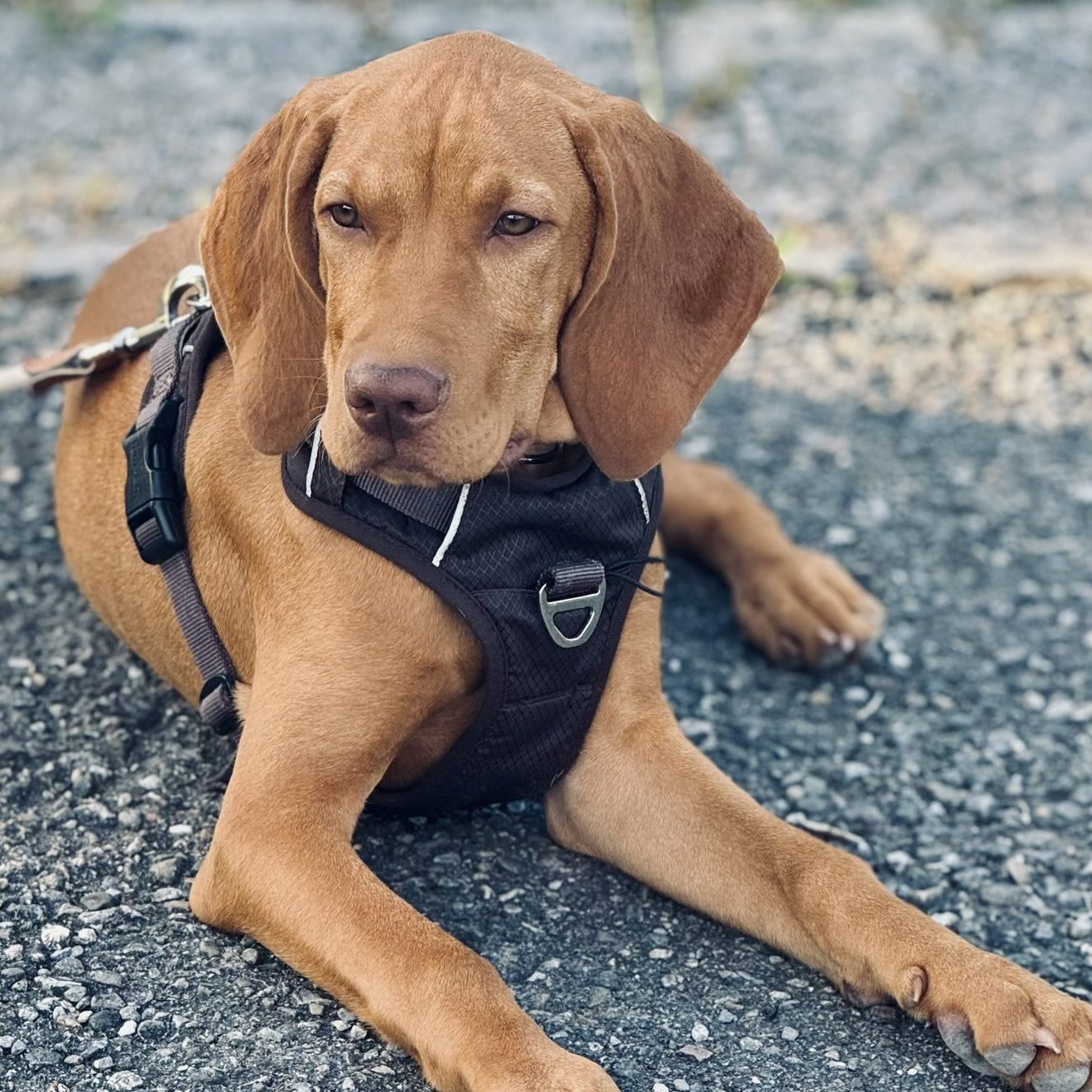 Junghundekurs Hundeschule Ravensburg