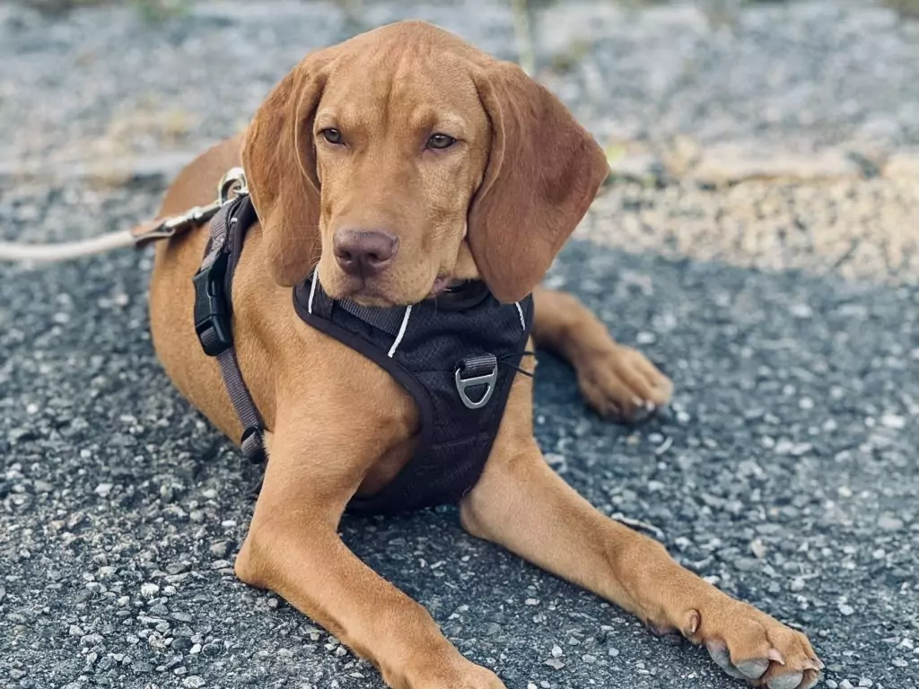 Einzeltraining Hundeschule Ravensburg