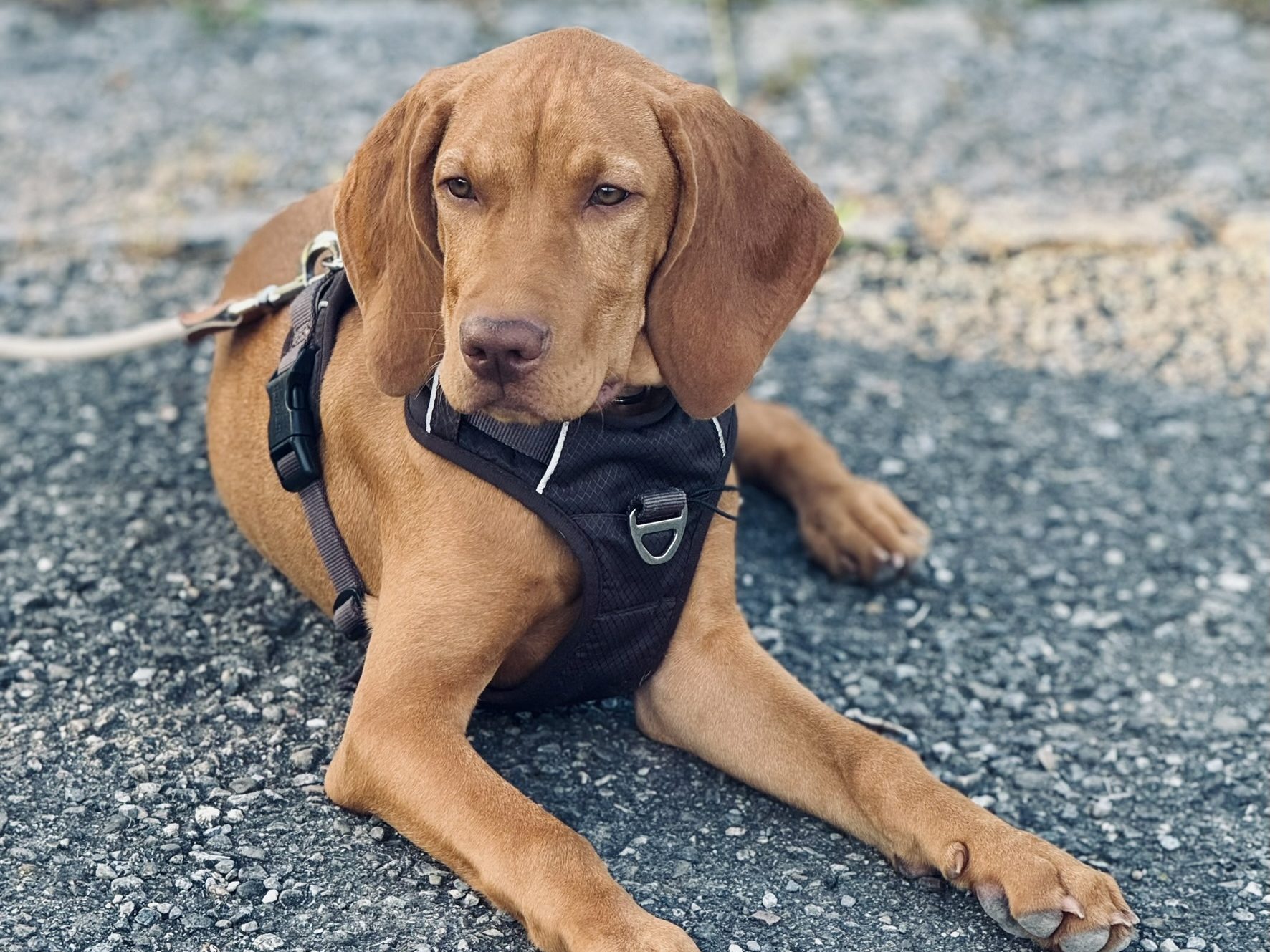 Einzeltraining Hundeschule Ravensburg