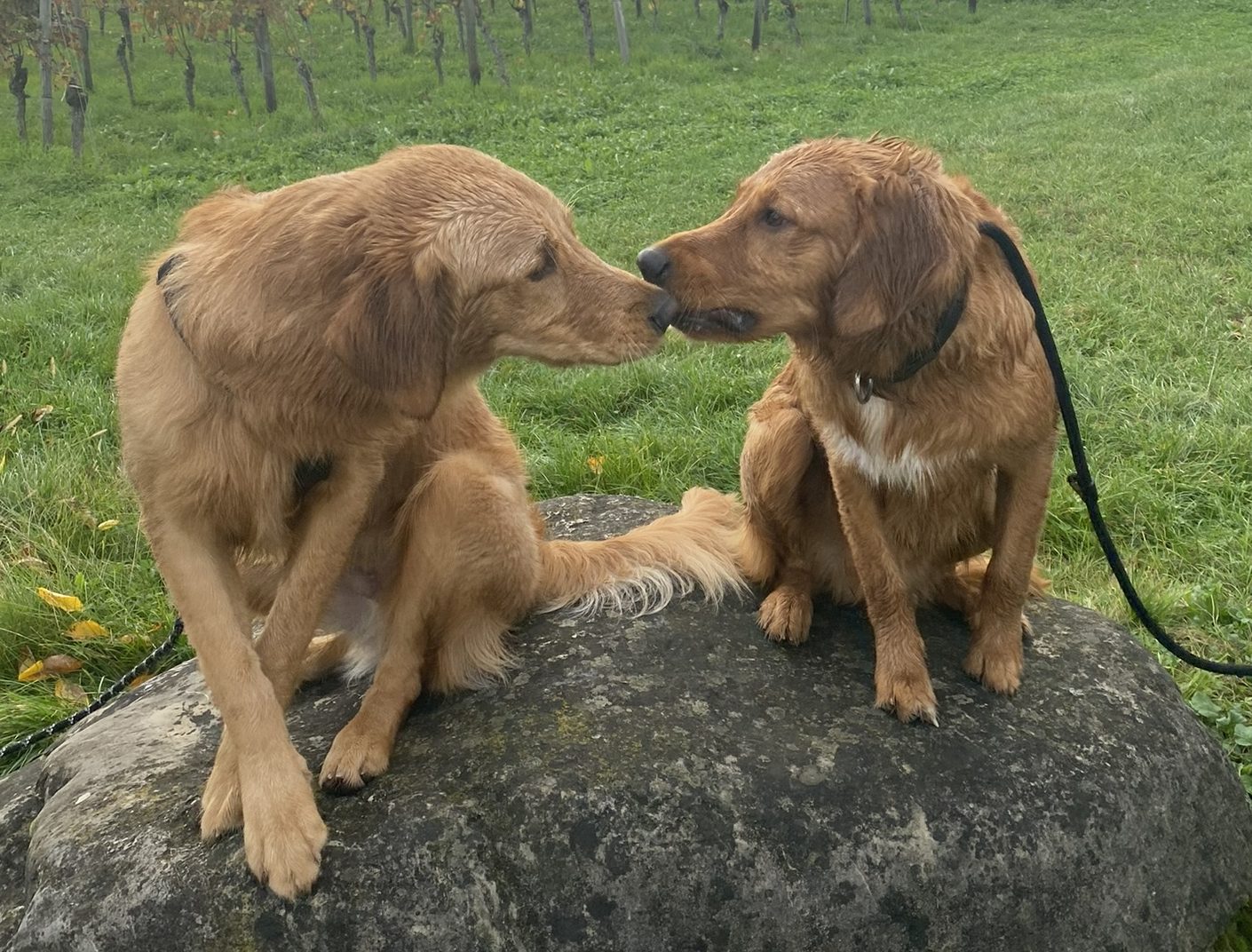 Hundekontakte an der Leine