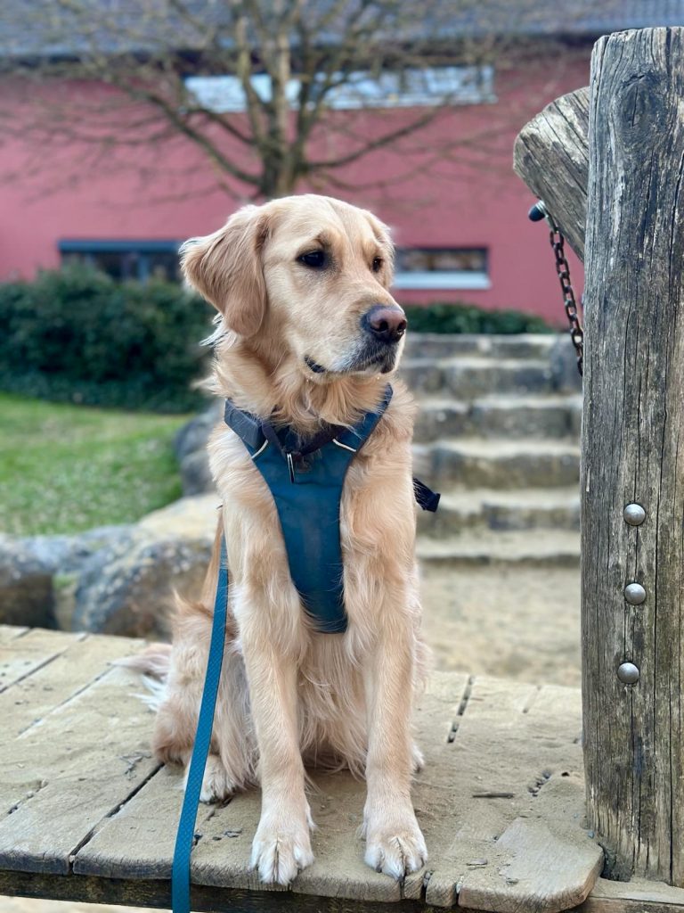 alltagsnahes Hundetraining Ravensburg