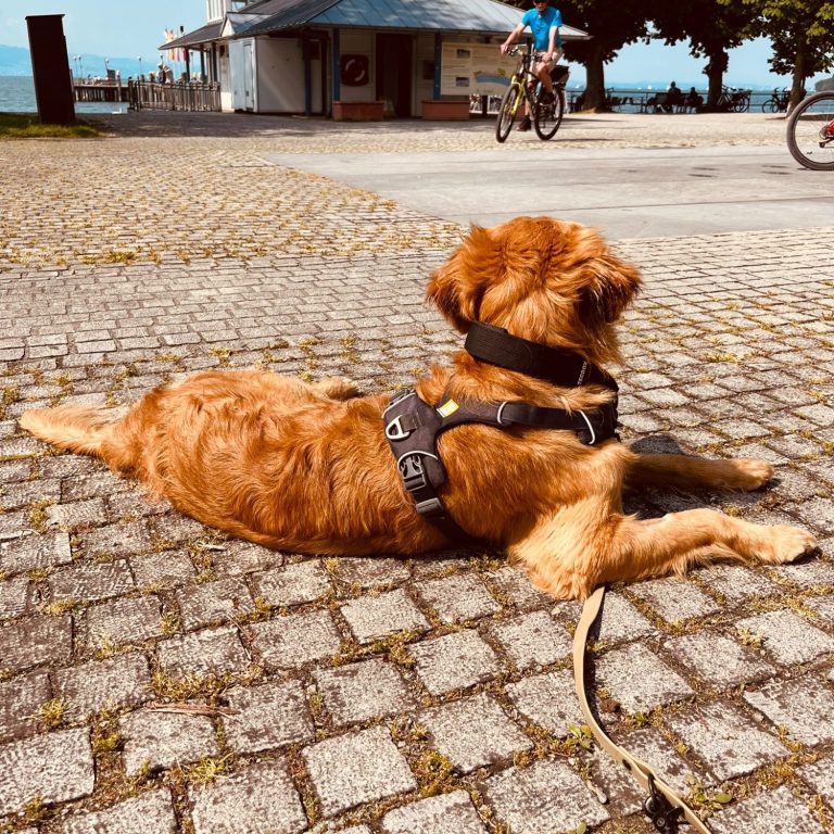 Stadt, Land, Hund Hundeschule Ravensburg