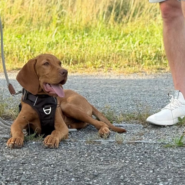 Einzeltraining Hund Ravensburg