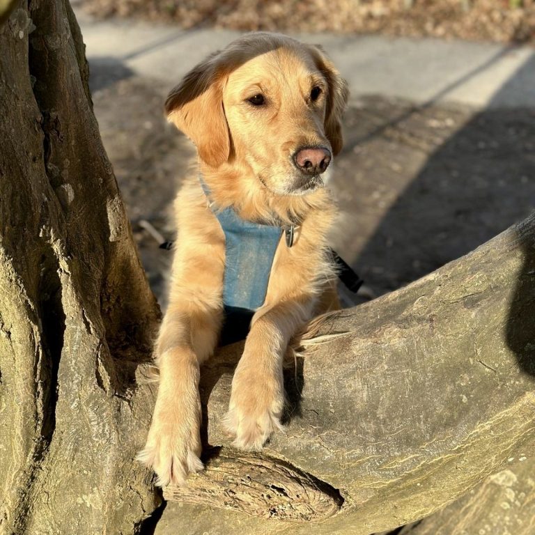 Rudelbande Hundeschule Ravensburg
