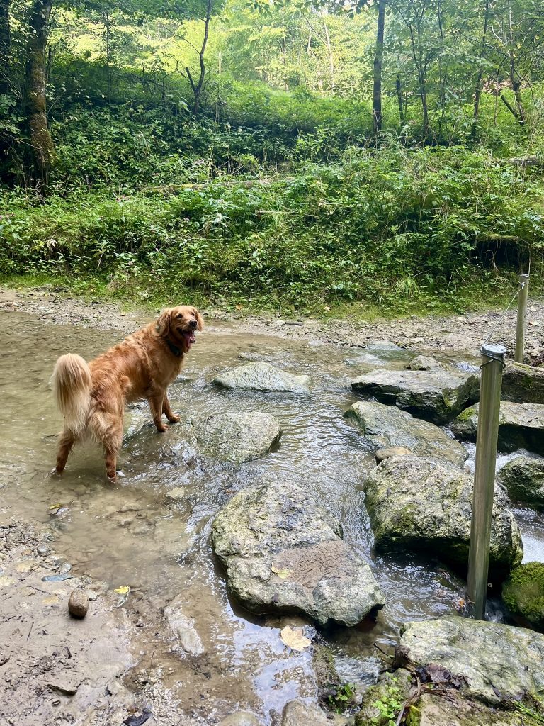 Ausflugtipp mit Hund