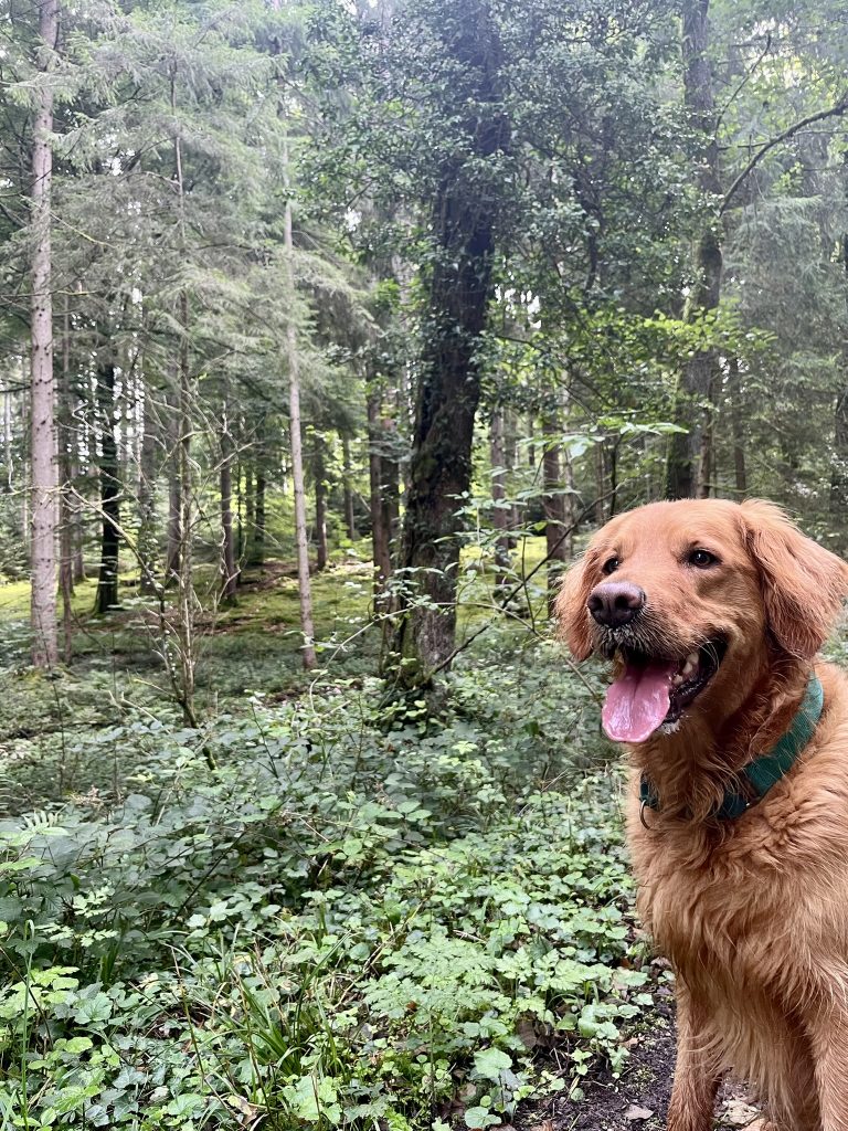 Hund Schmalegger Tobel
