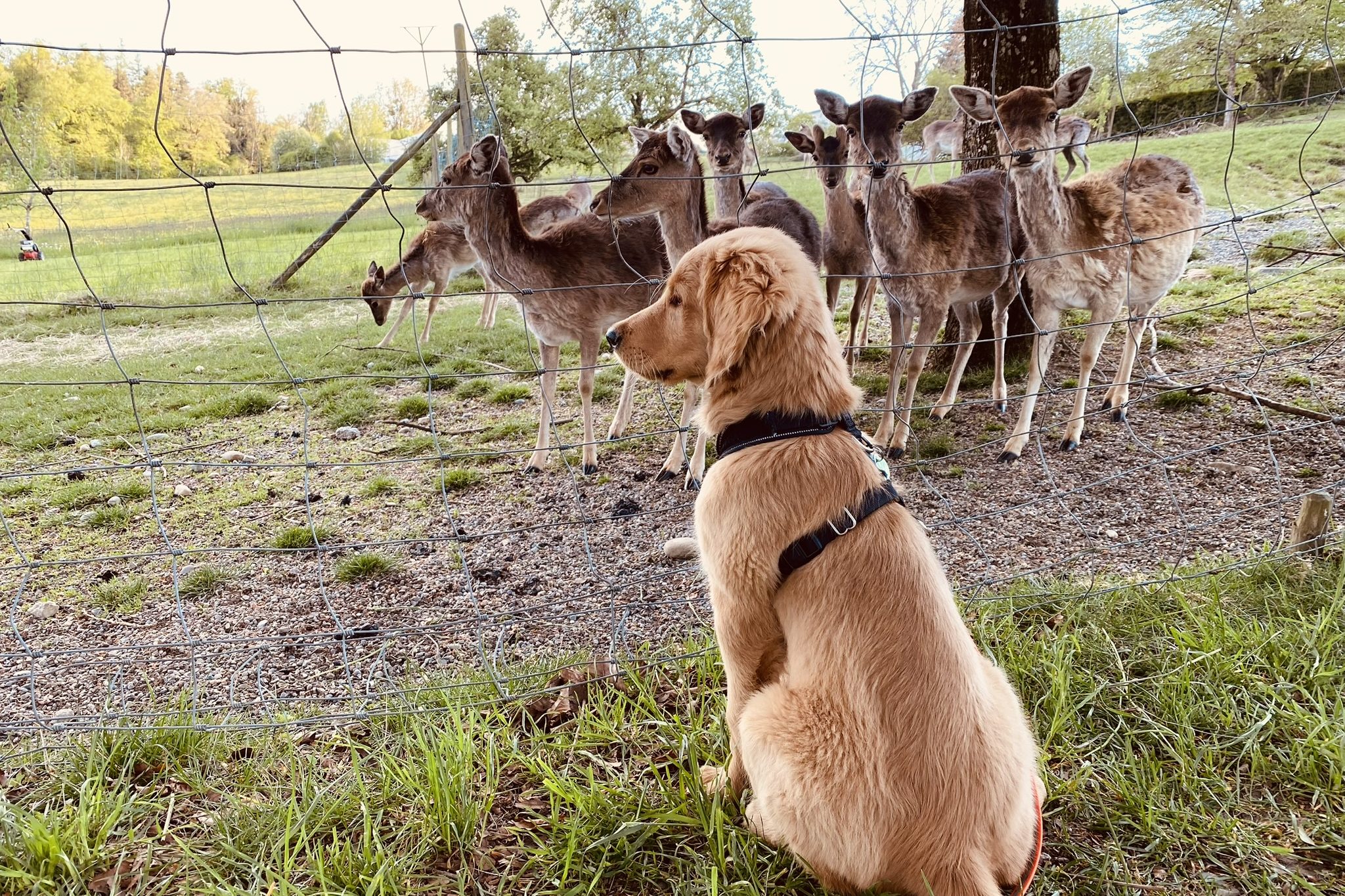 Welpe Alltag Ravensburg