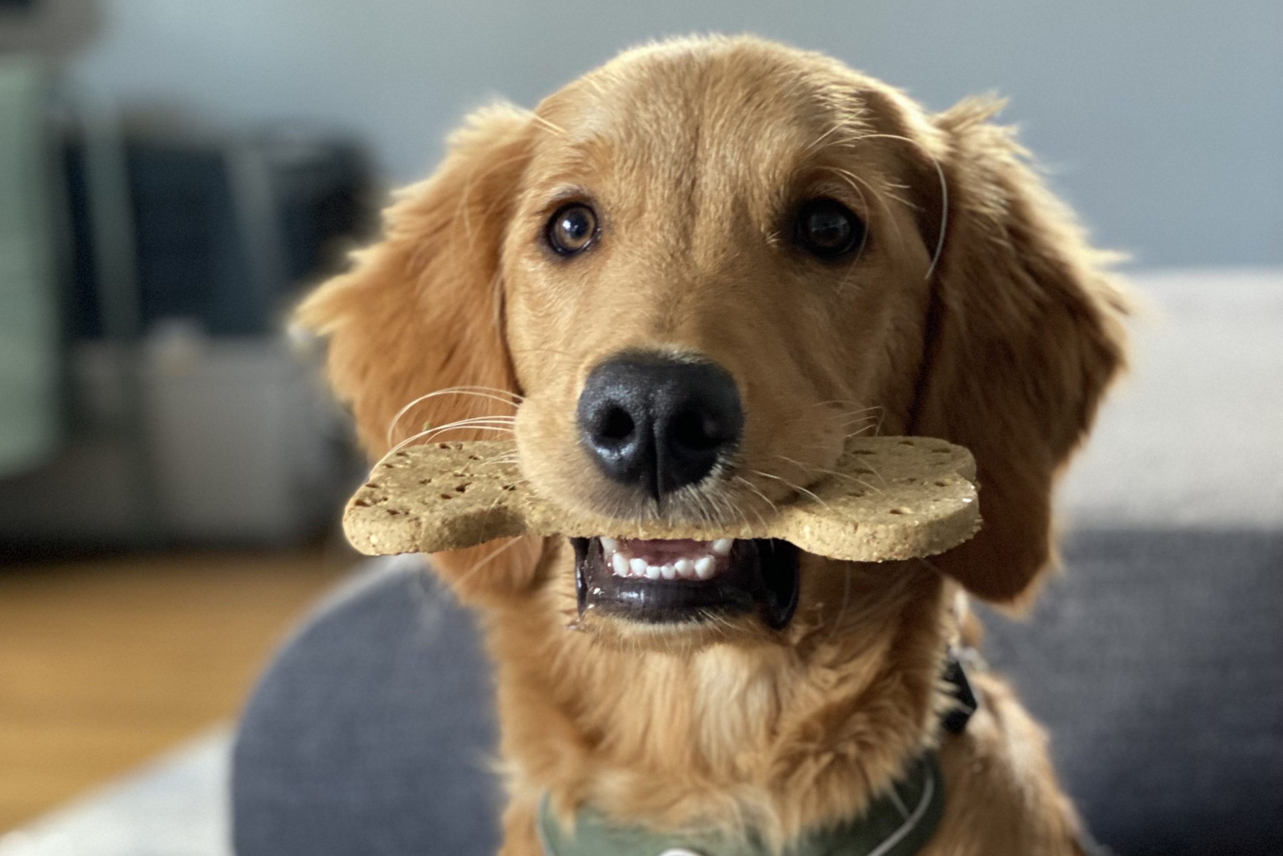 Pubertät Hund Ravensburg