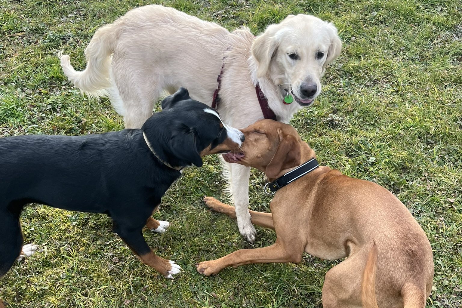 Läufigkeit bei Hündinnen