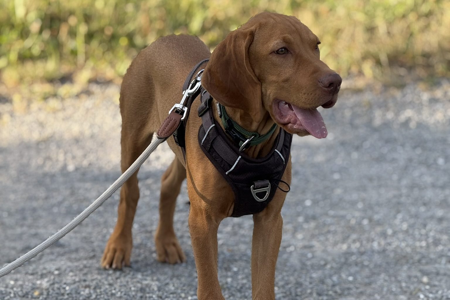 Hund Pubertät: Wenn aus deinem Welpen ein Teenager wird
