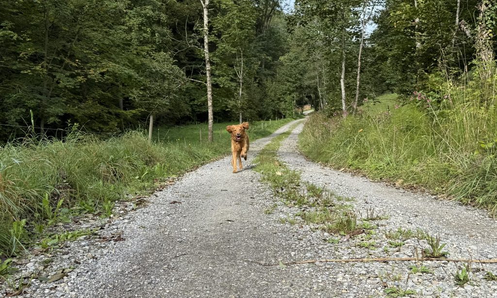 Hundewanderung Ravensburg