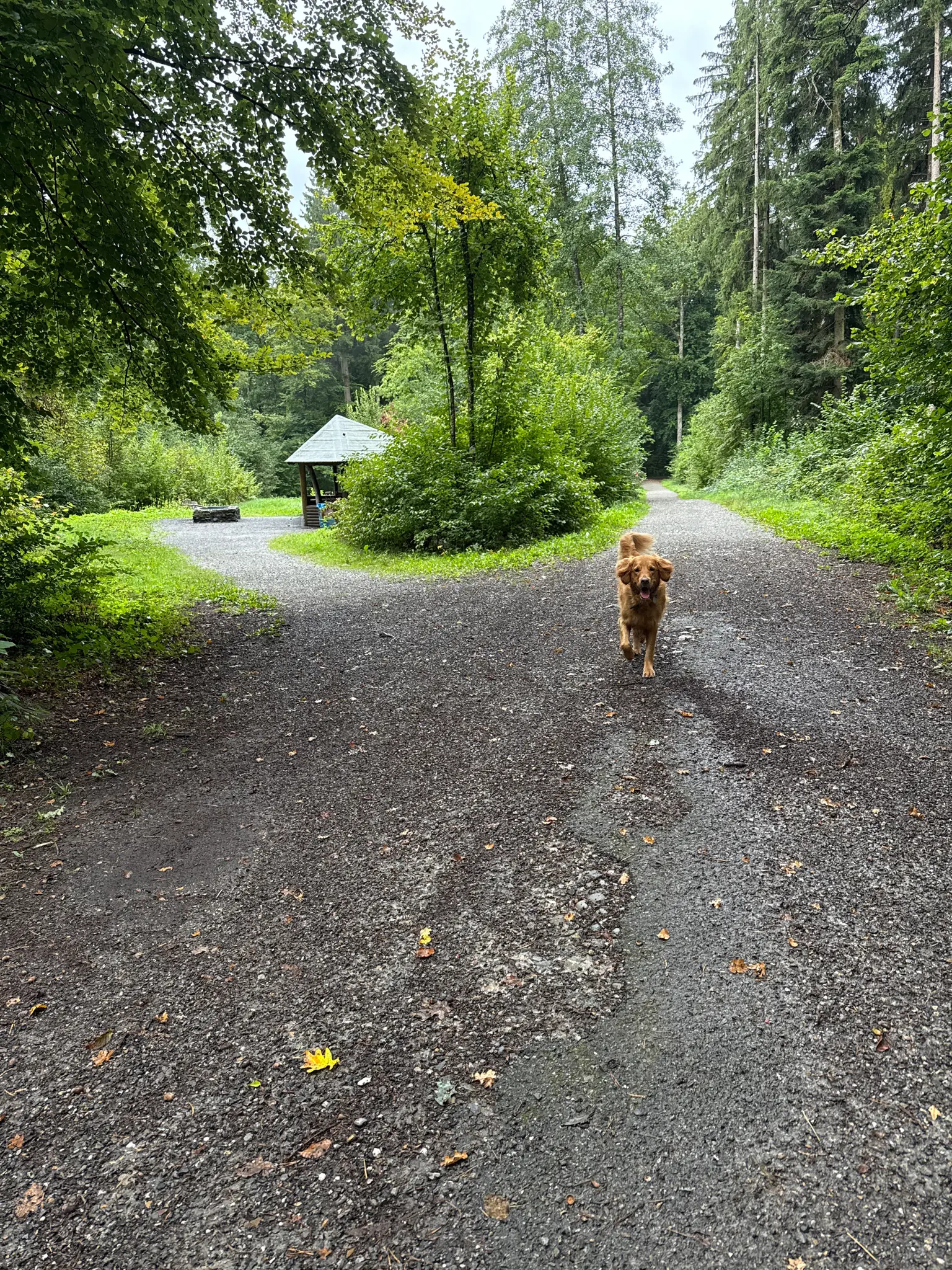 Coopers Rahlenwald-Runde: Wald, Wasser und Weitblick in Ravensburg