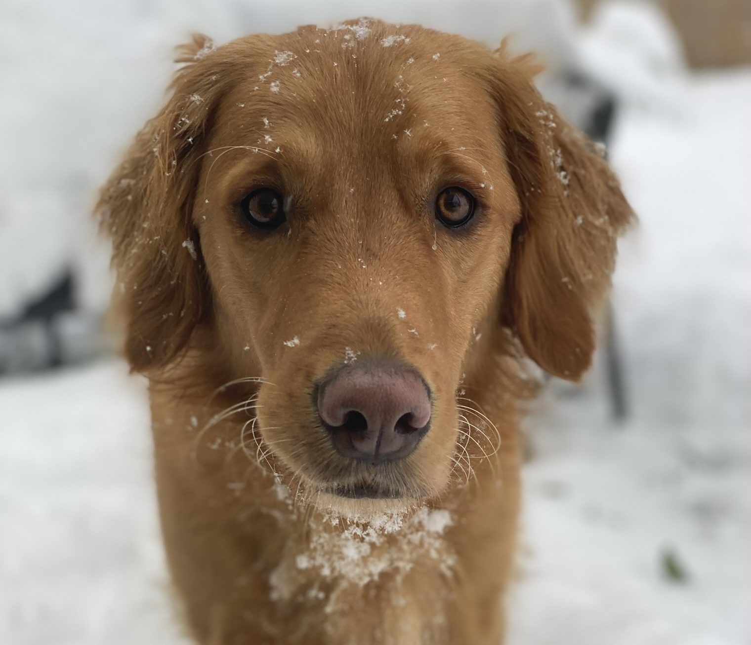Hund frisst Schnee: Was du als Hundehalter im Winter wissen musst