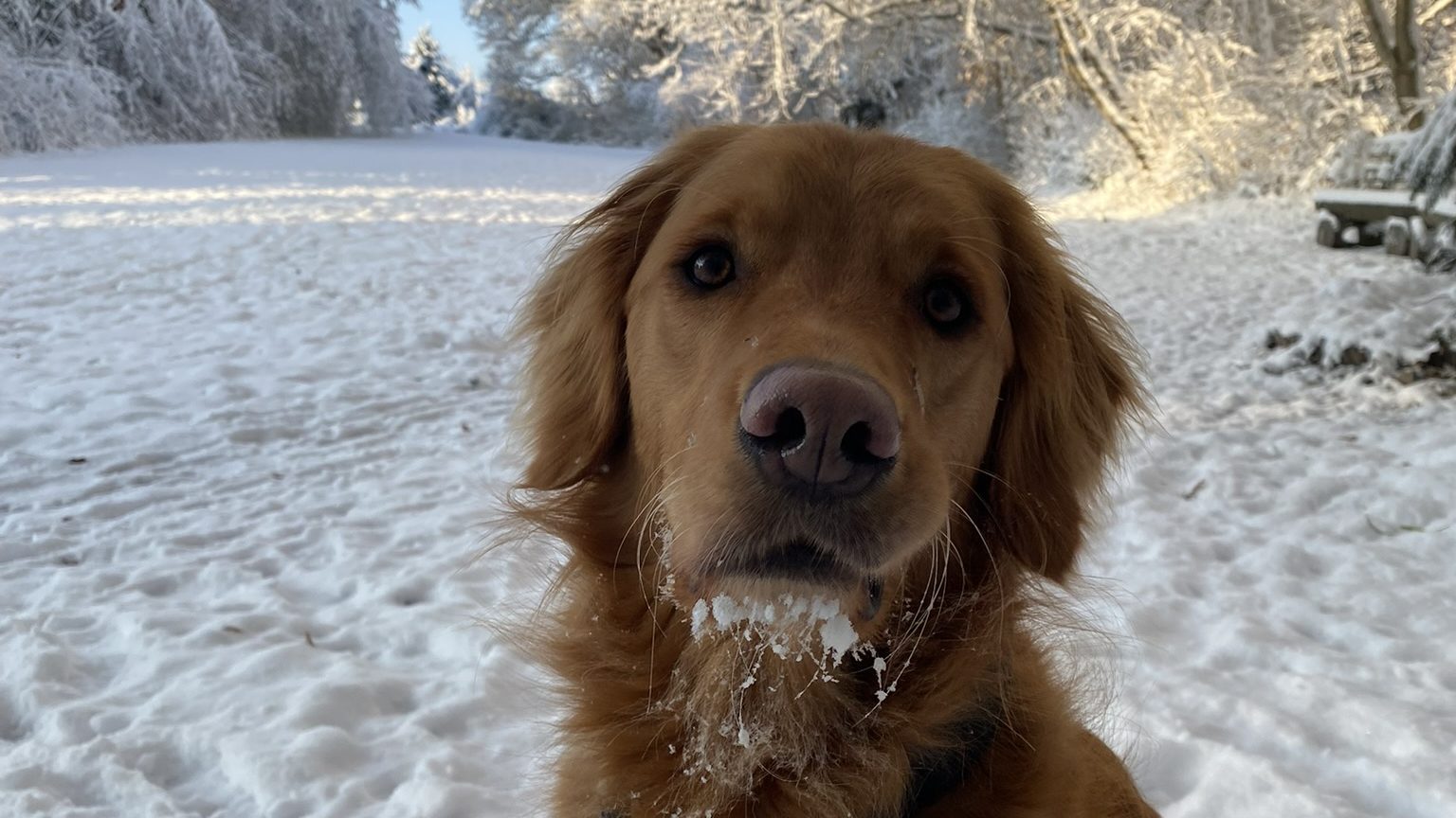 Hund frisst Schnee