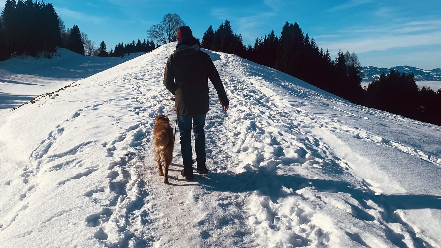 Hundewanderung Schnee