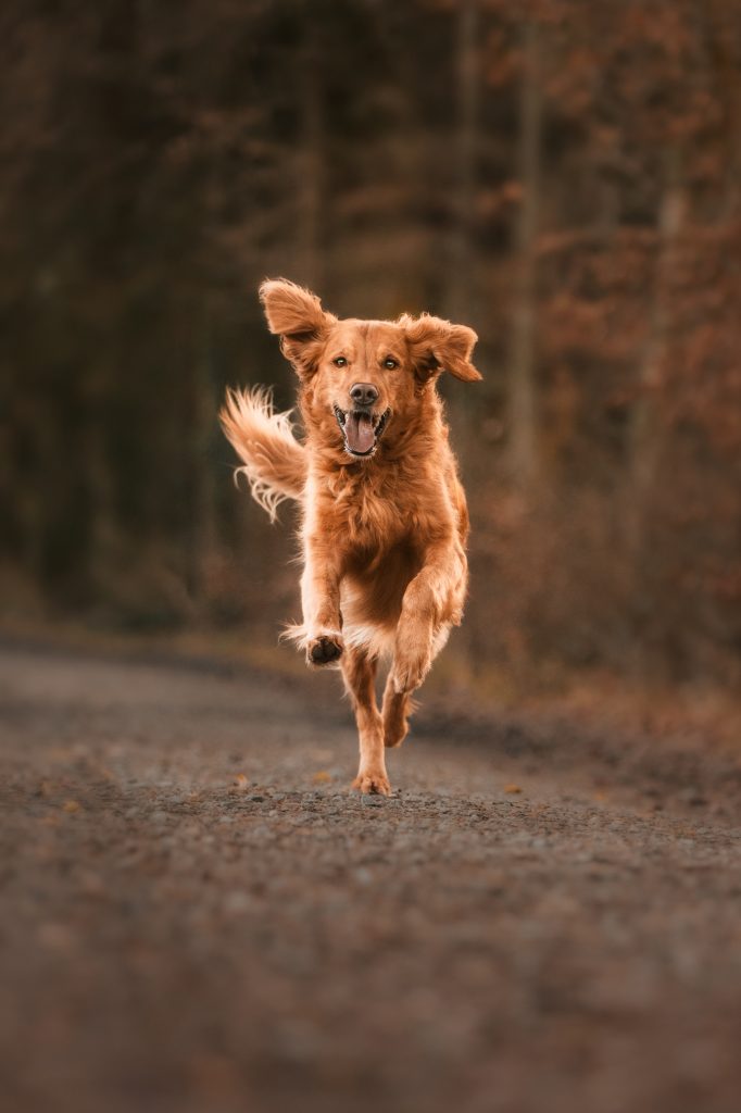 Cooper Hundeschule Ravensburg