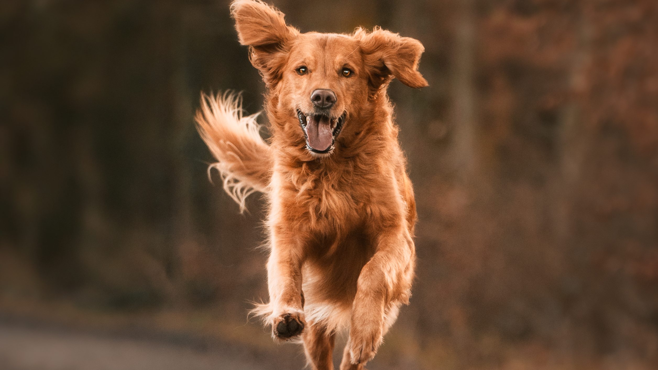 Cooper Hundeschule Ravensburg