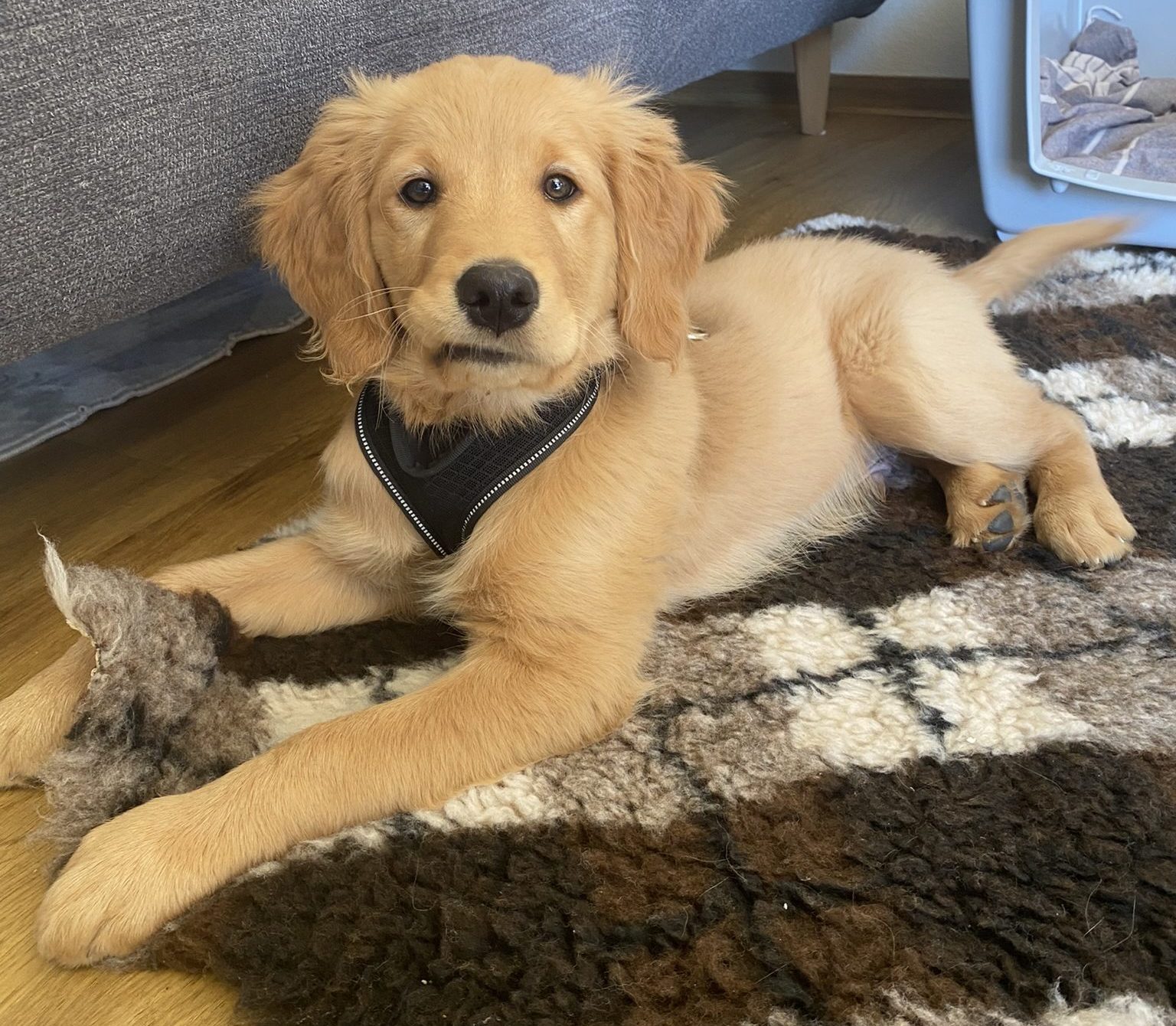 Ein Welpe zieht ein – zwischen Herzklopfen, Chaos und ganz viel Liebe