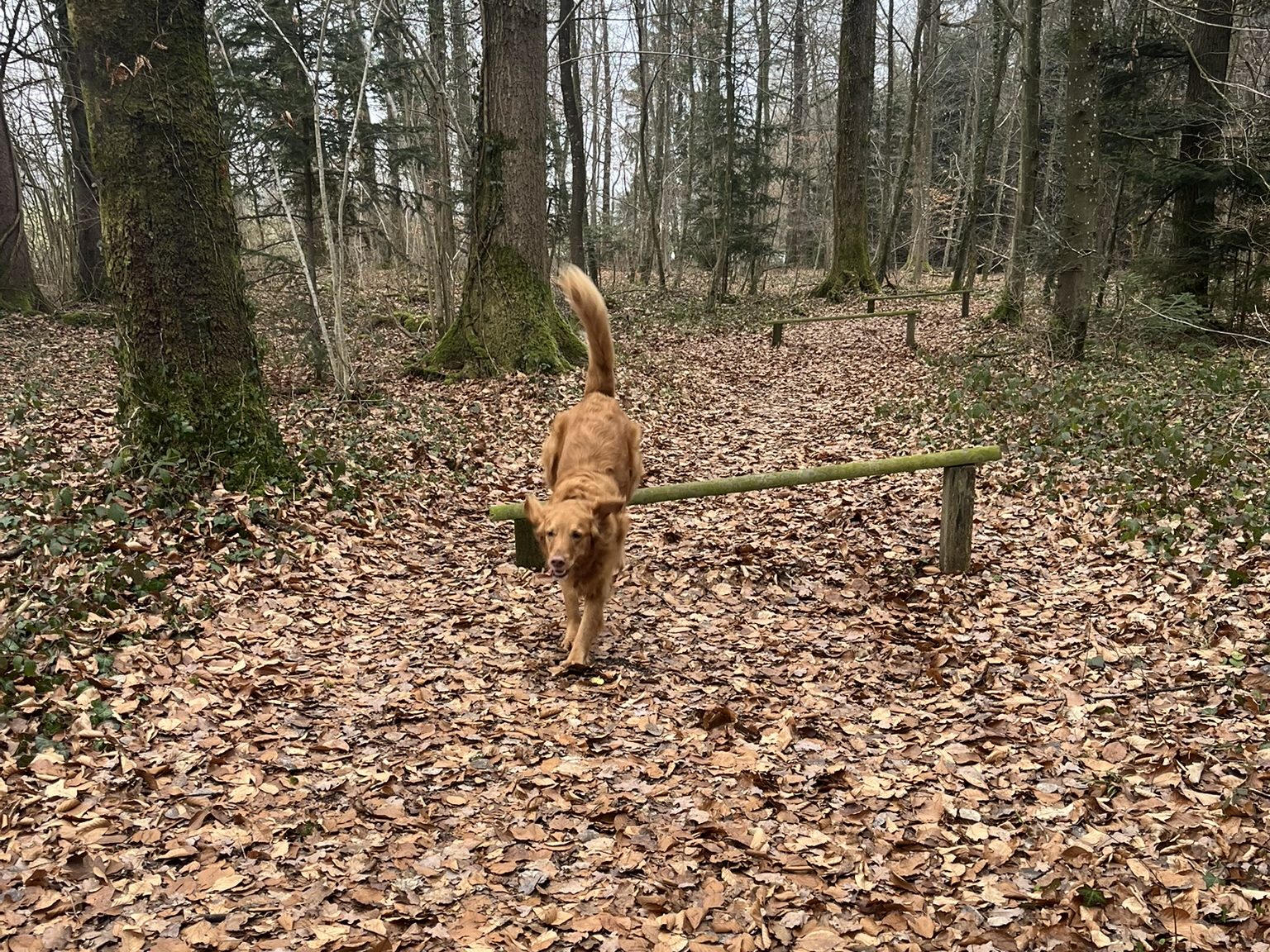 Hund springt Ravensburg Stadtwald
