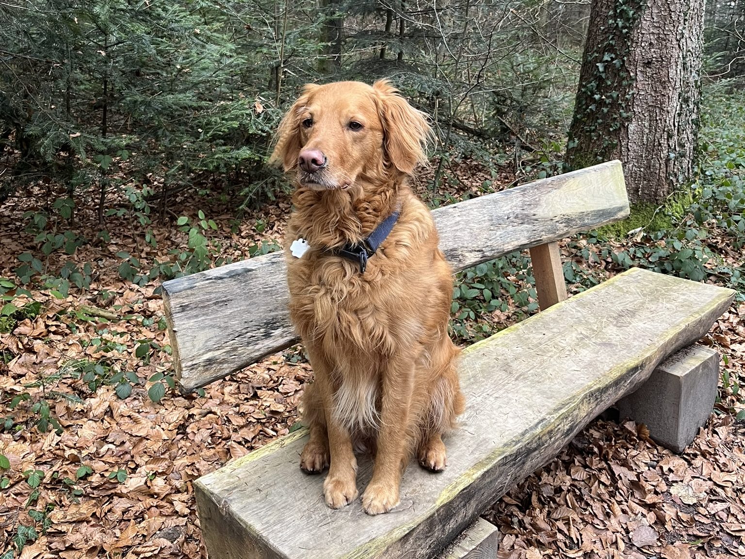 Pause Hunderunde Stadtwald Ravensburg