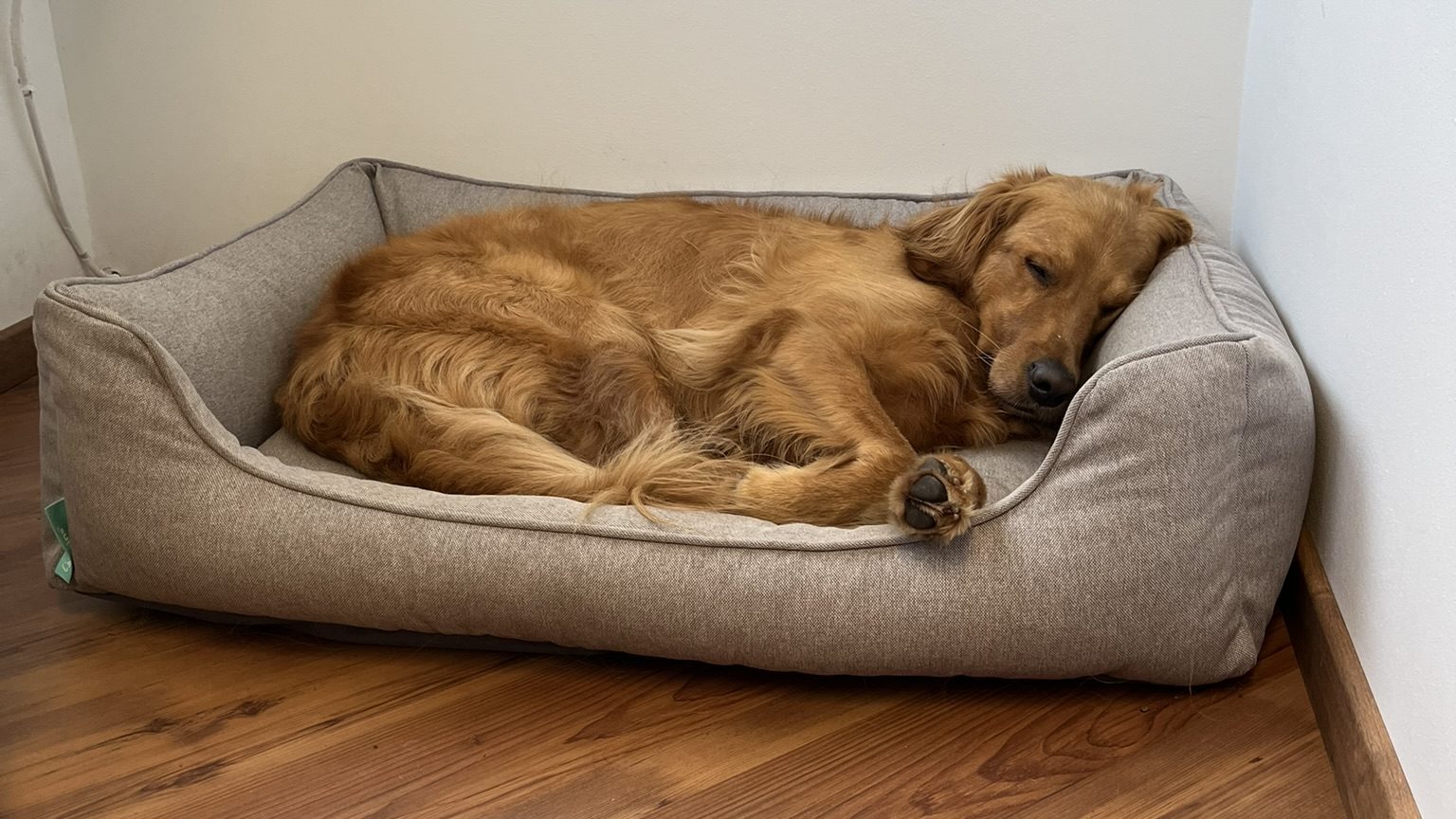 Hund Ruhe & Schlaf