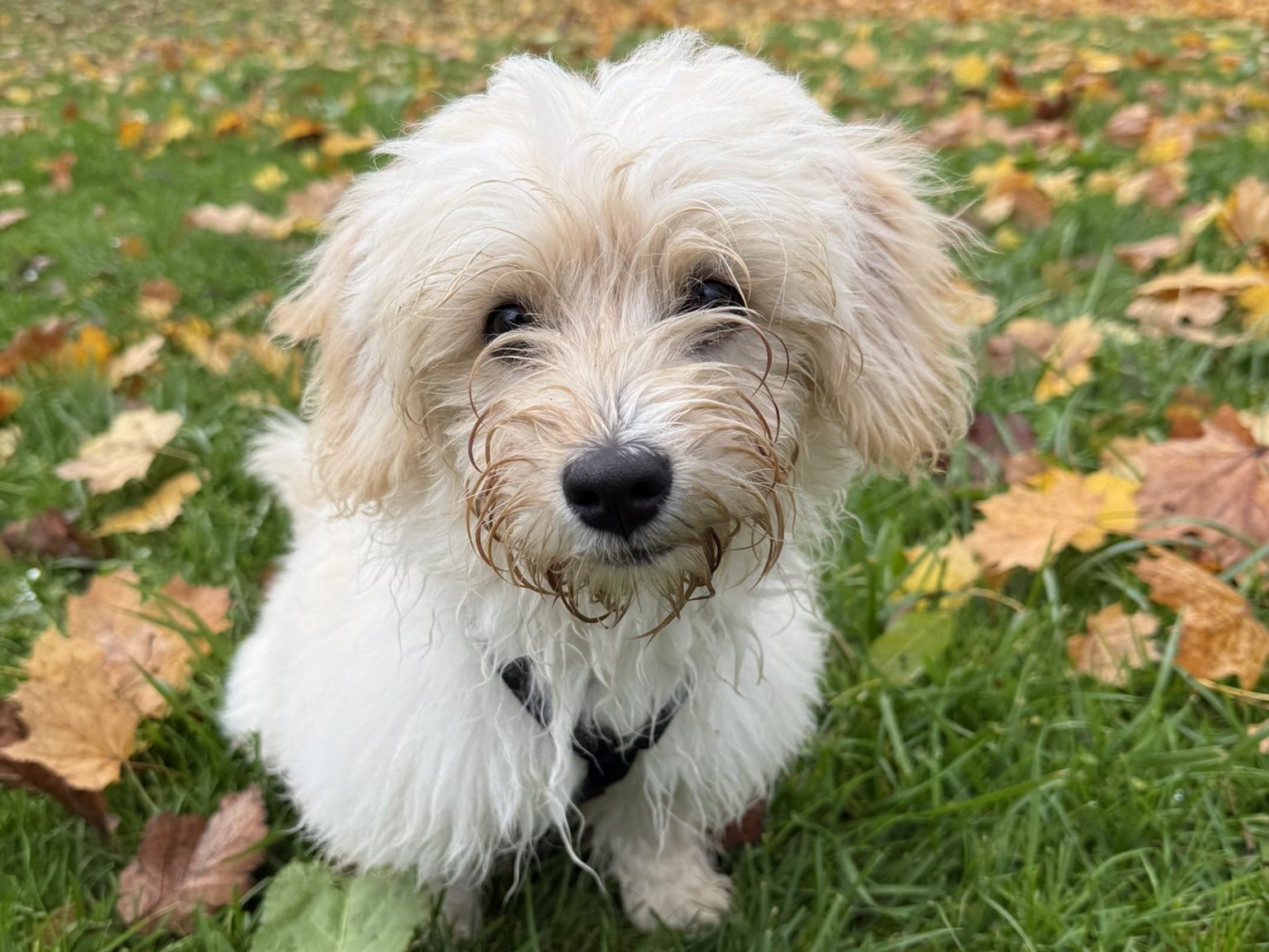 Welpe zieht ein Ravensburg