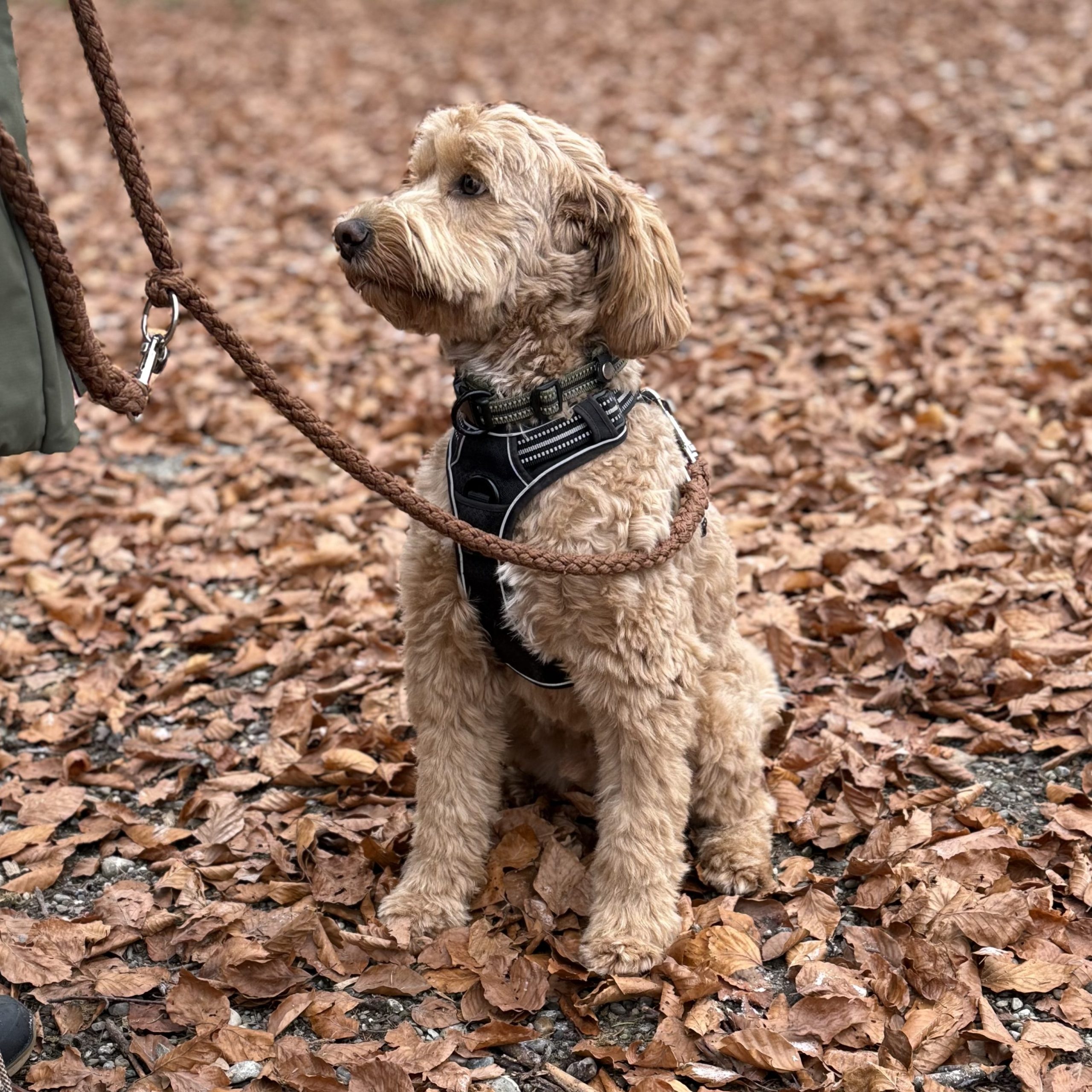 Fokus & Feelings Hundetraining