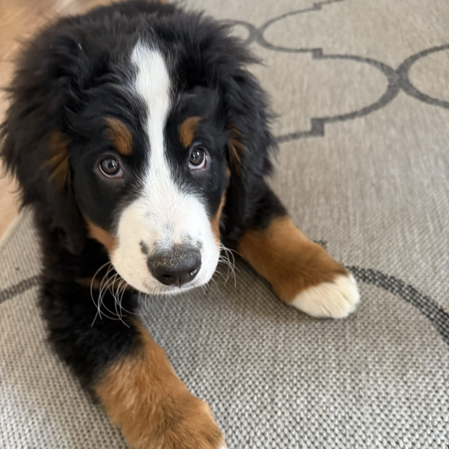 Welpenschule Ravensburg