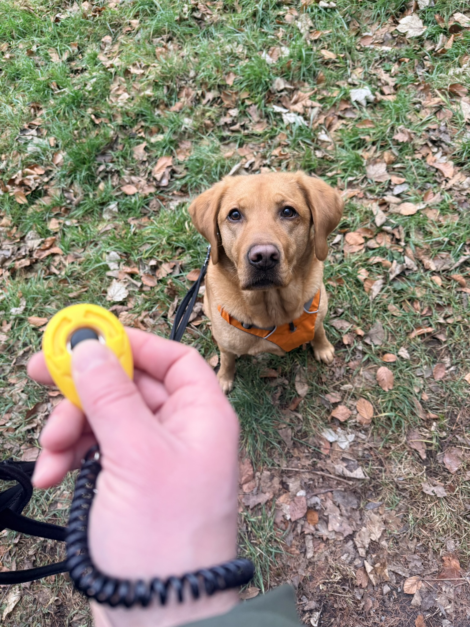 Markertraining für Hunde – punktgenau loben, klar kommunizieren
