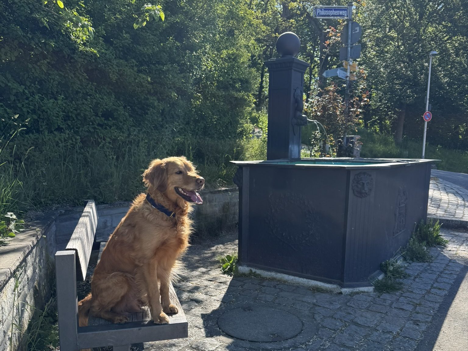 Hund Baneggstraße Ravensburg