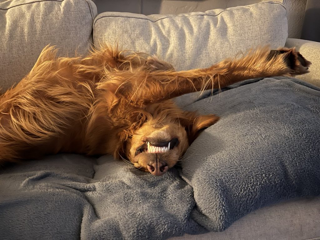 Golden Retriever Cooper liegt auf dem Rücken auf dem Sofa