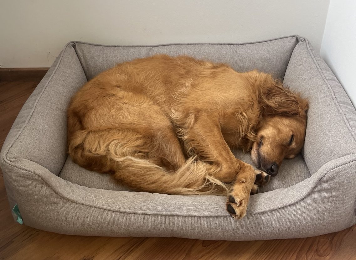 Hund alleine lassen – warum das Alleinebleiben gelernt werden muss