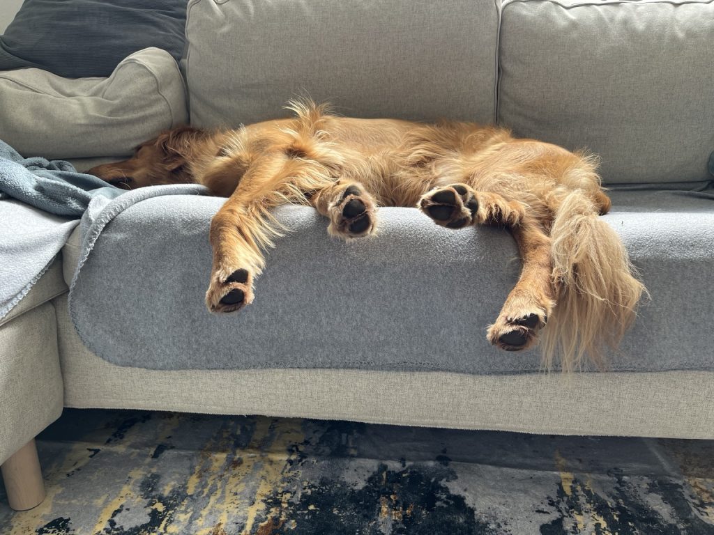 Golden Retriever Cooper schläft ausgestreckt auf dem Sofa