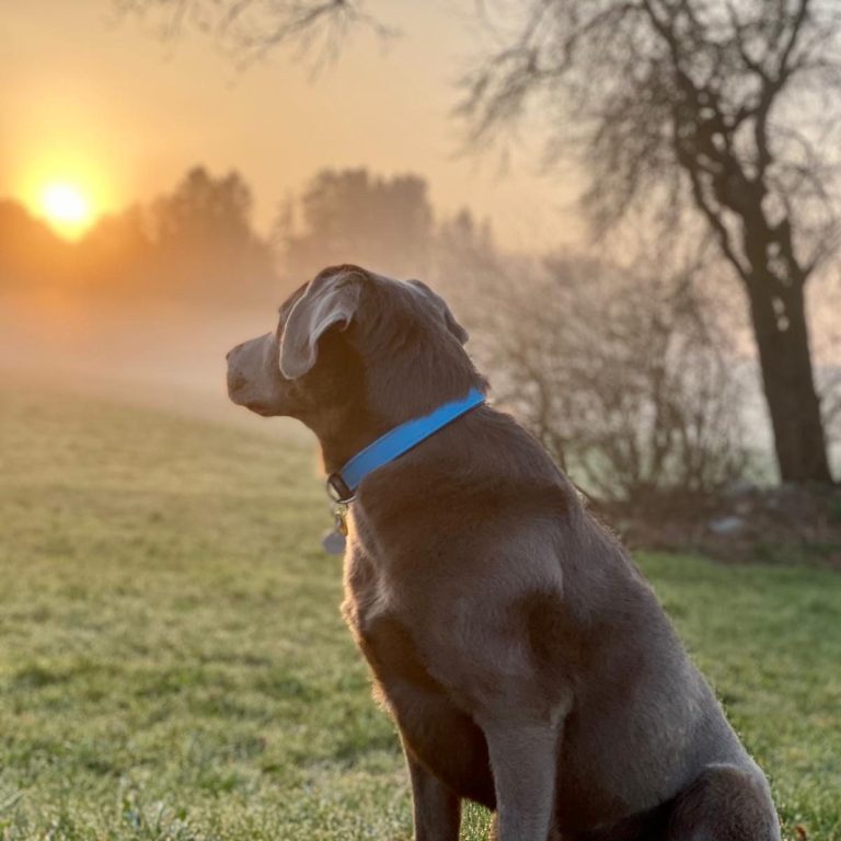 Einzeltraining Hundeschule