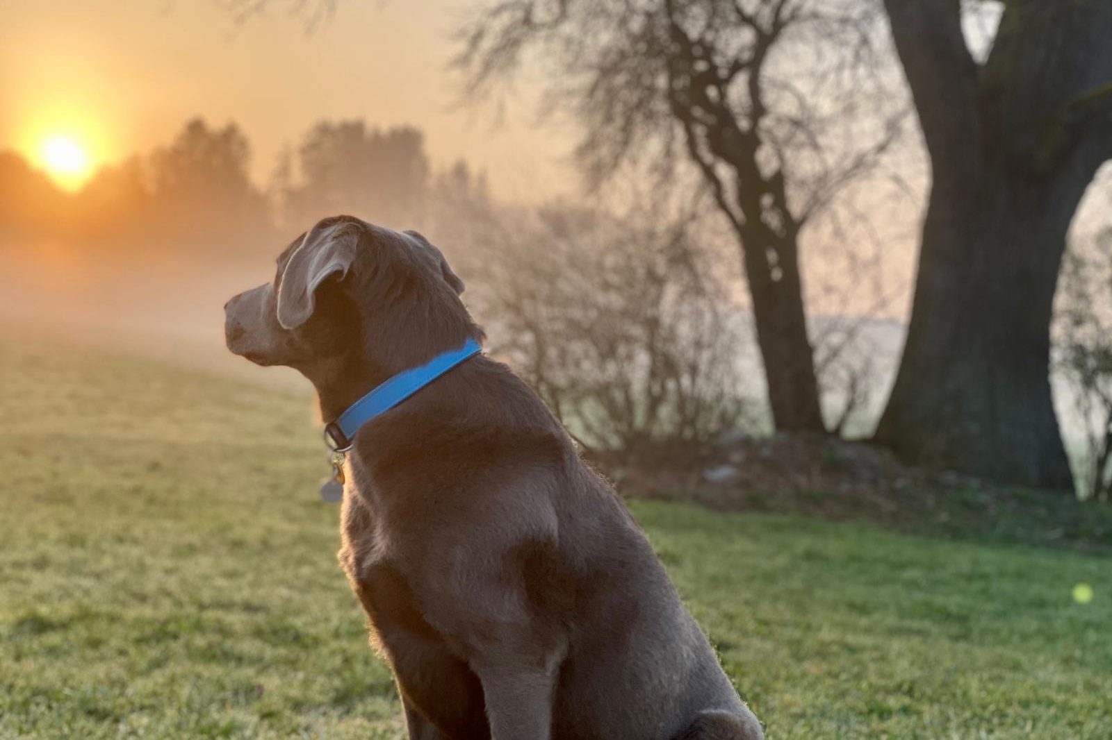 Einzeltraining Hundeschule