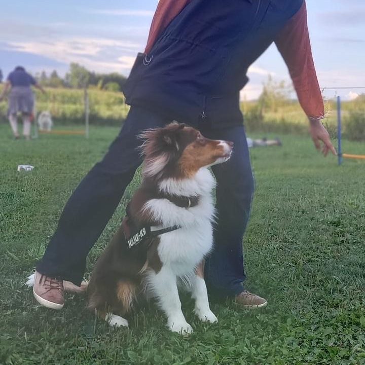 Funkurs Hundeschule