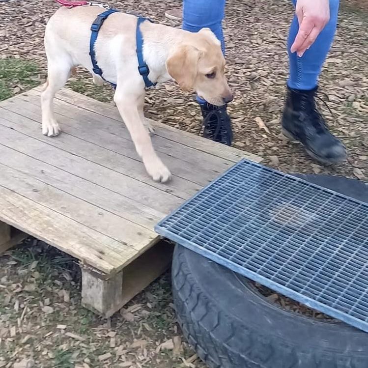 Sozialisierung Hundeschule