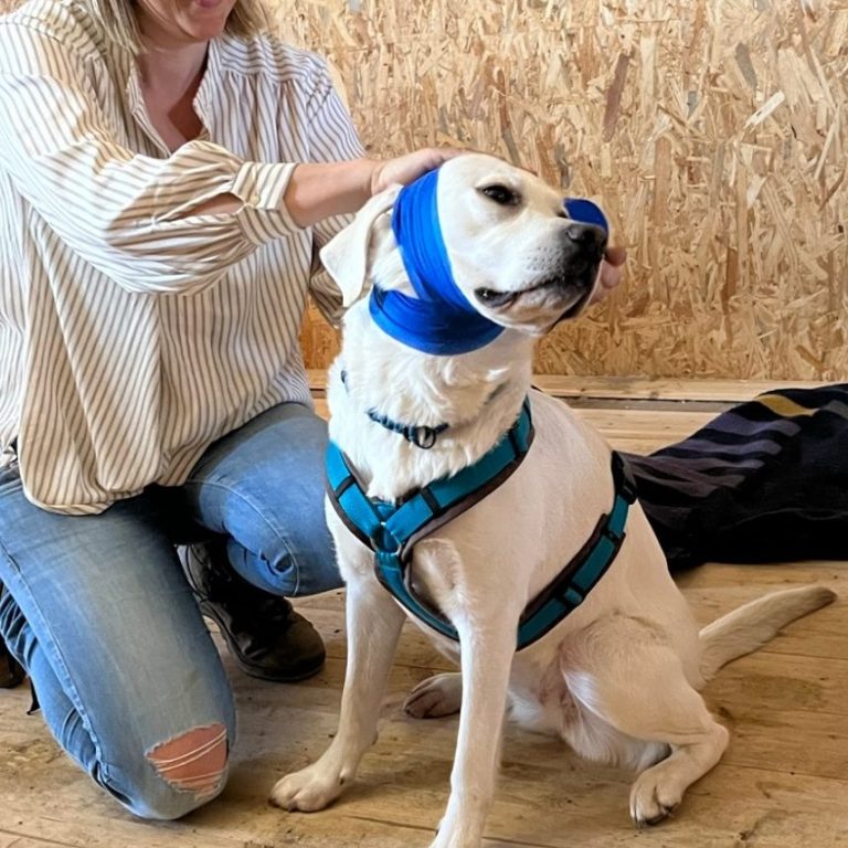 Erste-Hilfe-Kurs Hund