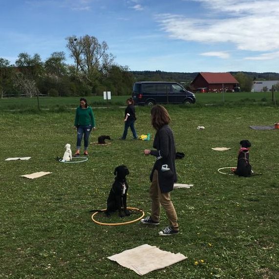 Junghundekurs Hundeschule