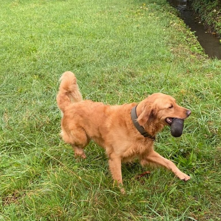 Futterbeutel Hundeschule