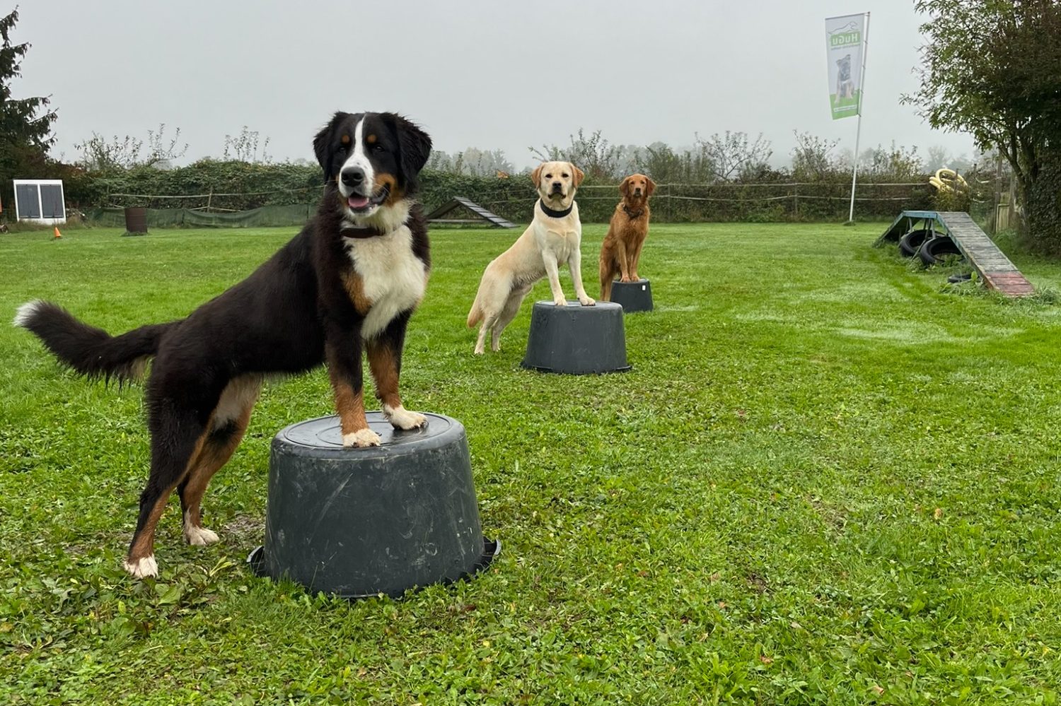 Gruppenkurs im Hundetraining