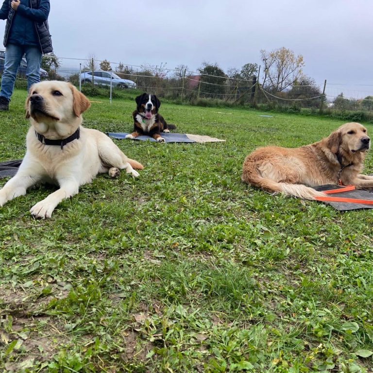 Basiskurs Hundeschule