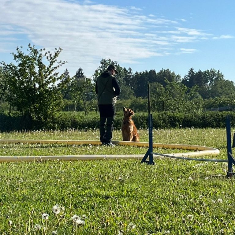 Longieren Hundeschule